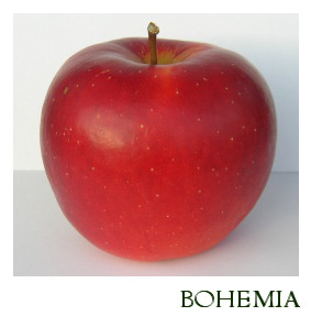 Bohemia