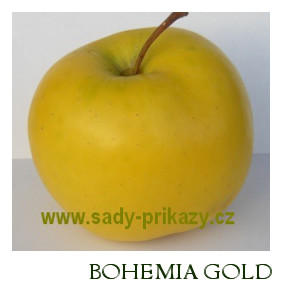 Bohemia Gold