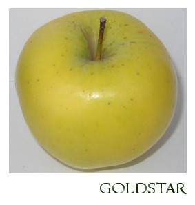 GoldStar