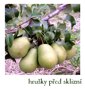 hrušky před sklizní